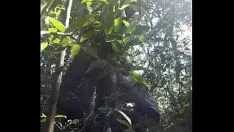 চালান আন্ডারব্রাশে সাকশন 1